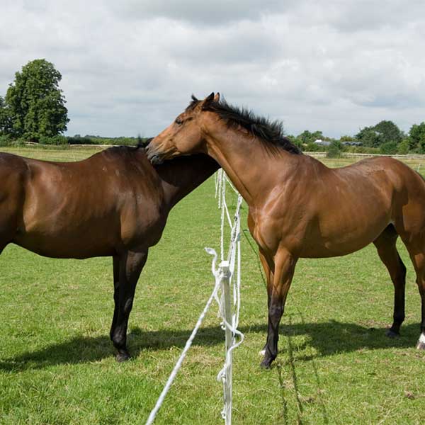 Horse farms or equestrian centers often use baling twine for tasks such as repairing fences, constructing temporary enclosures, or tying up horses.